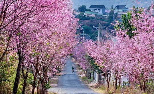 “Đu đưa” ở những điểm đến thú vị nhất miền Trung dịp Tết này