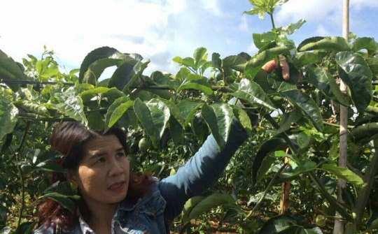 Huyền Maria và Công ty Cổ phần nông nghiệp sinh học Gia Lai vững vàng và phát triển.