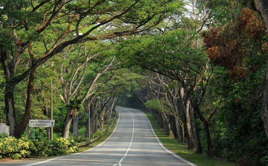 Đô thị xanh của các nước: Mang cây từ rừng ra phố