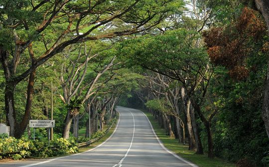Đô thị xanh của các nước: Mang cây từ rừng ra phố