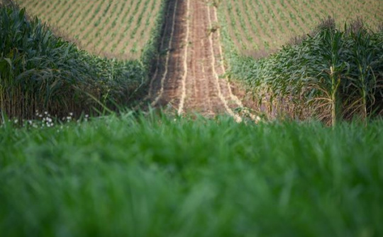 Những cỗ máy khổng lồ trên cánh đồng ngô của TH