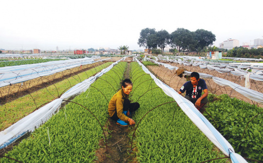 Nghề trồng rau truyền thống ở Hòa Đình Bắc Ninh