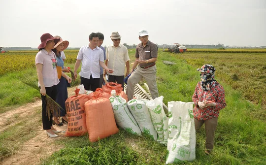 Phụ nữ Bắc Ninh hợp tác làm kinh tế