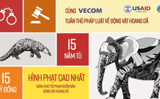 Cần tăng mức phạt nặng cho hành vi mua bán ngà voi trái pháp luật