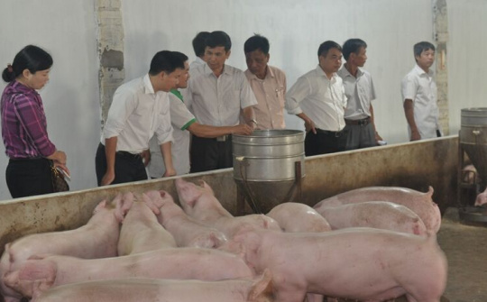 Chuyển giao khoa học kỹ thuật cho nông dân tại TX .Từ Sơn, Bắc Ninh