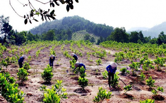 Kế hoạch trồng rừng năm  2019 sắp về đích