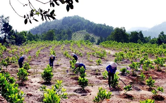 Kế hoạch trồng rừng năm  2019 sắp về đích