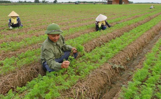 Trang trại trồng cà rốt của nông dân vượt khó tại Bắc Ninh