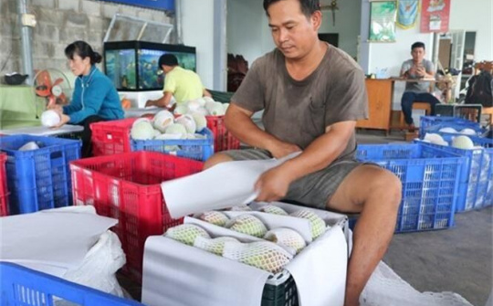 Tháo gỡ khó khăn xuất khẩu xoài Úc sang Trung Quốc tại Khánh Hòa