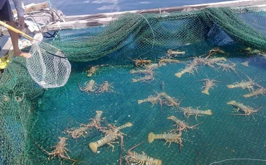 Các cơ sở, doanh nghiệp nuôi, chế biến thủy sản cần quan tâm đảm bảo an toàn dịch bệnh