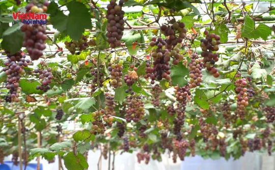 Tự hào thương hiệu nông sản sạch Đồng Tâm 3