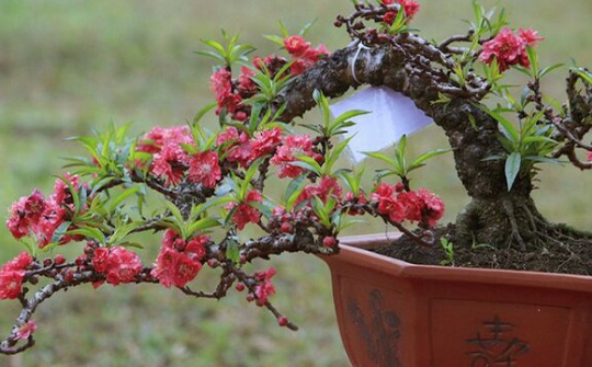 Đào thất thốn hơn 50 tuổi, giá trăm triệu ở Đà Lạt