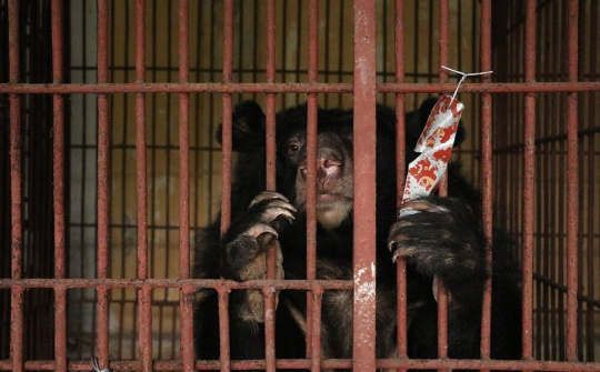 Hà Nội: Trên 5.000 người dân kêu gọi chấm dứt tình trạng nuôi nhốt gấu 