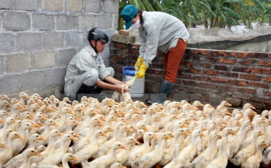 Kế hoạch quốc gia phòng, chống bệnh Cúm gia cầm