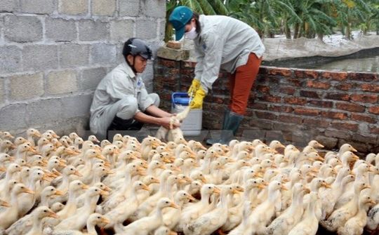 Kế hoạch quốc gia phòng, chống bệnh Cúm gia cầm