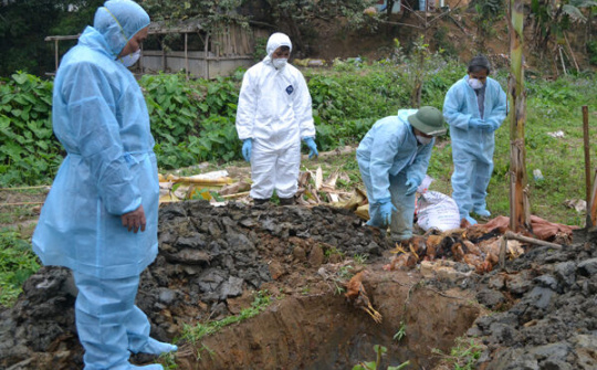 Gần 10.000 gia súc, gia cầm mắc dịch bệnh bị tiêu hủy