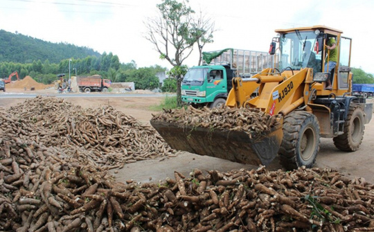 Tháo gỡ khó khăn cho xuất khẩu sắn năm 2019