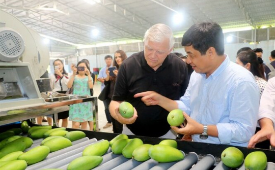 Xoài Việt Nam chính thức được xuất khẩu sang Hoa Kỳ