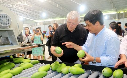 Xoài Việt Nam chính thức được xuất khẩu sang Hoa Kỳ