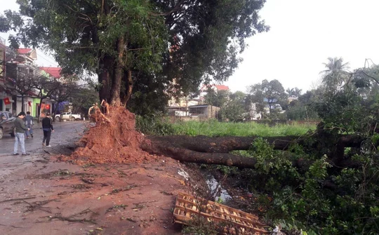 Giông lốc tàn phá hàng trăm ngôi nhà tại Tuyên Quang và Thái Nguyên