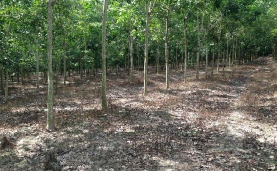 Khởi tố bốn cán bộ cấp đất trái quy định cho người nhà cán bộ huyện