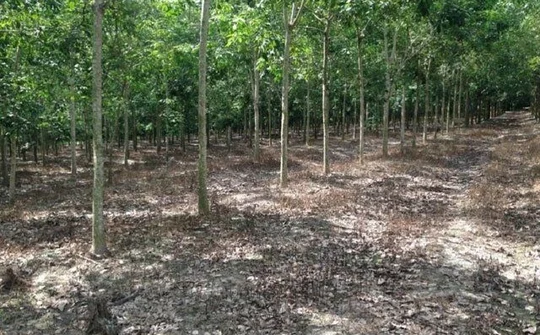 Khởi tố bốn cán bộ cấp đất trái quy định cho người nhà cán bộ huyện