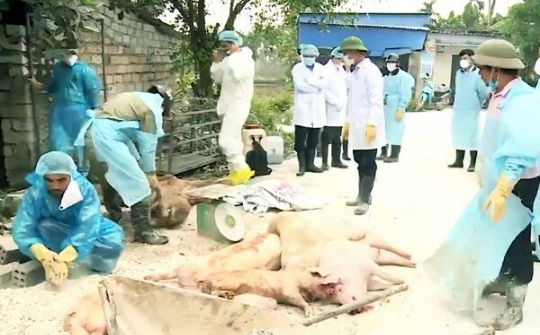 Đã phát hiện ổ dịch tả lợn châu Phi tại Hải Phòng