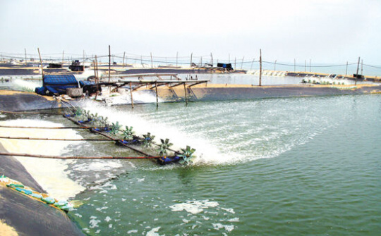 Chuẩn hóa chuỗi tôm hướng tới xuất khẩu