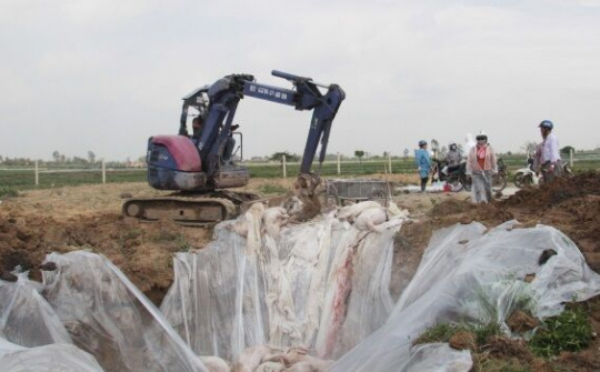 Thái Bình ứng phó khẩn cấp với dịch tả lợn Châu Phi