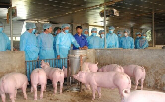 Quảng Ninh triển khai các giải pháp phòng, chống bệnh dịch tả lợn châu Phi