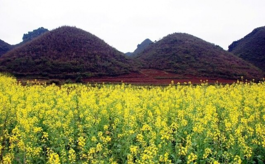 Hoa xuân trên cao nguyên đá Đồng Văn