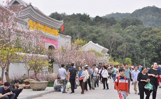Quảng Ninh: Sẵn sàng cho Lễ hội hoa Anh đào - Mai vàng Yên Tử 2019