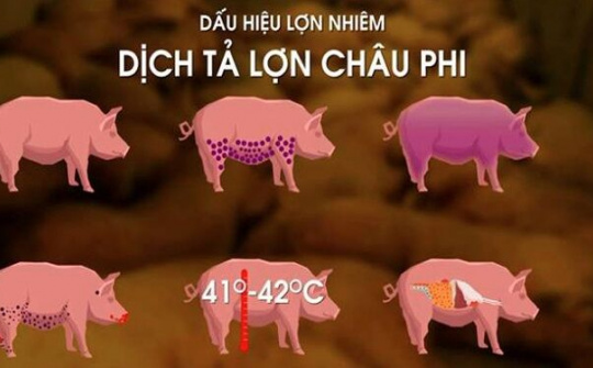 Dịch tả lợn châu Phi là gì, ăn thịt lợn mắc dịch tả châu Phi gây bệnh gì?