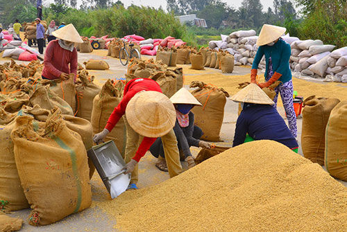 Giá lúa đang tăng dần