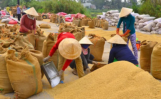 Giá lúa đang tăng dần