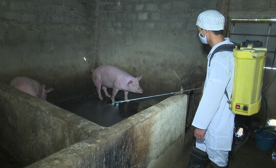 Thanh Hóa: Chỉ đạo công tác ứng phó phòng chống dịch trên lợn trên địa bàn huyện Thiệu Hóa