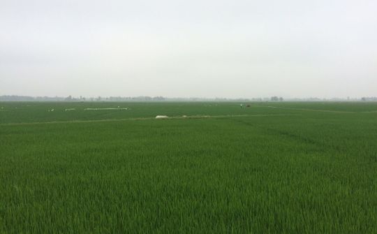 Phát huy vị thế, vai trò của nông dân Hoằng Thắng  trong phát triển nông nghiệp hiện đại