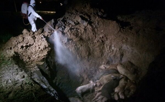 Hải Dương khoanh vùng, dập dịch tả lợn Châu Phi