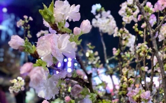 Tưng bừng khai mạc 'Lễ hội hoa anh đào Nhật Bản - Hà Nội 2019'