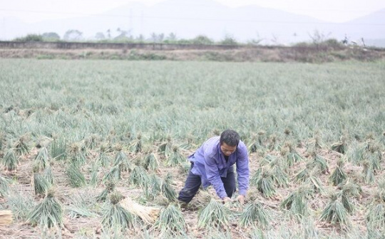 Hải Dương: Phát triển thương hiệu "Hành Tỏi Kinh Môn"