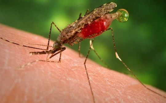 Tìm ra thuốc chống sốt rét