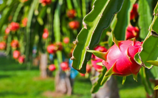 Mở đường “xuất ngoại” cho nông sản Việt