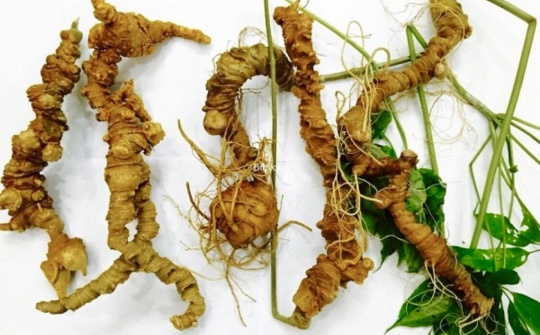 Bảo hộ giá trị thương hiệu sâm Ngọc Linh như thương hiệu quốc gia Việt Nam