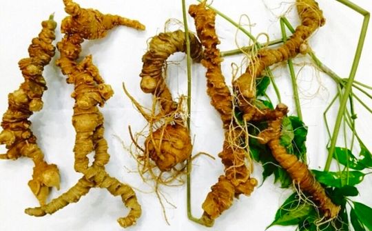 Bảo hộ giá trị thương hiệu sâm Ngọc Linh như thương hiệu quốc gia Việt Nam