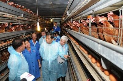 Đi lên từ chăn nuôi công nghệ cao
