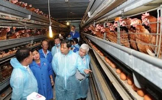Đi lên từ chăn nuôi công nghệ cao