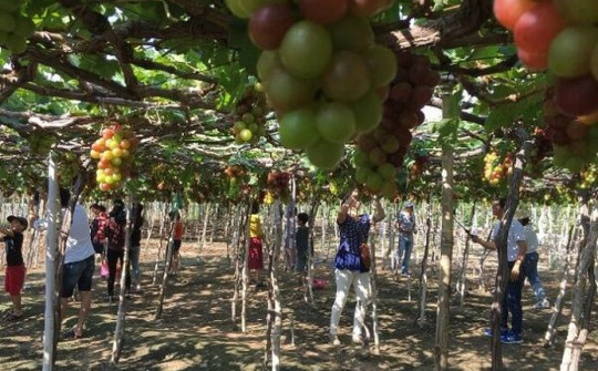 Làng nho Phước Thuận – Điểm đến của du khách trong dịp Lễ hội Nho và Vang Ninh Thuận 2019