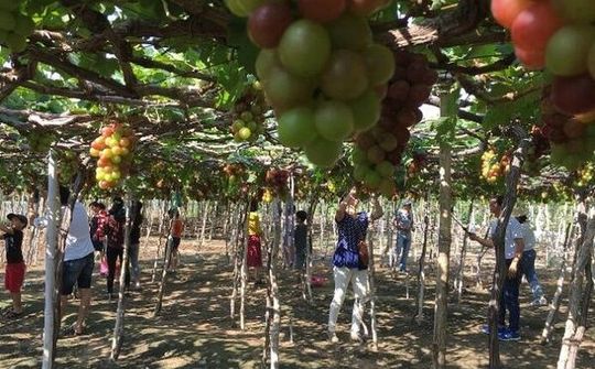 Làng nho Phước Thuận – Điểm đến của du khách trong dịp Lễ hội Nho và Vang Ninh Thuận 2019