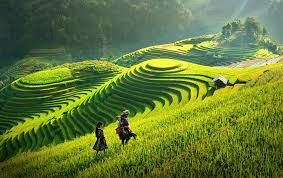 Ruộng bậc thang Mù Cang Chải lọt tốp 20 địa điểm sắc màu nhất thế giới