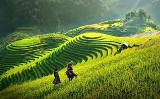 Ruộng bậc thang Mù Cang Chải lọt tốp 20 địa điểm sắc màu nhất thế giới